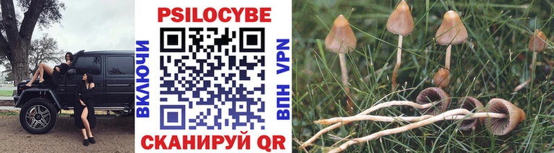 Купить где  Торжок  Галлюциногенные грибы Cubensis 